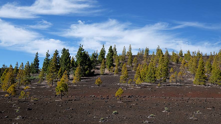 20-teide nationalpark-16